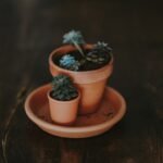 Photo Potted plants