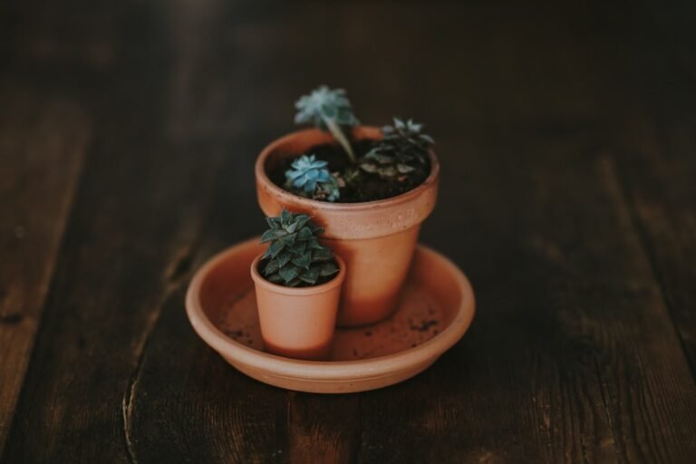 Photo Potted plants