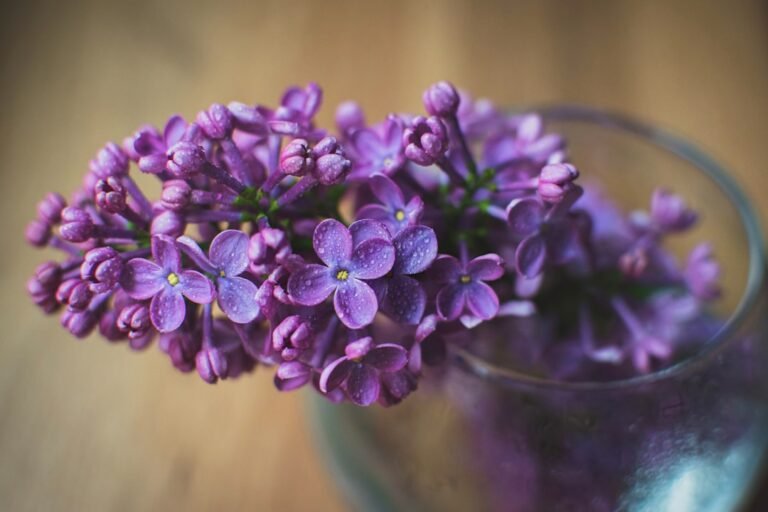 Photo Windowsill garden